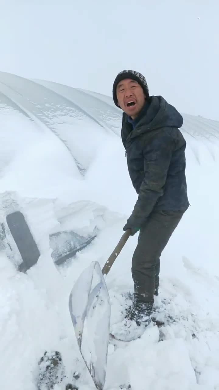 水稻户破铁嘎子塑料布,这活谁愿意干呀,手打酸脚发麻波棱盖疼的直咬牙,到秋一算鸡毛没剩,有同
