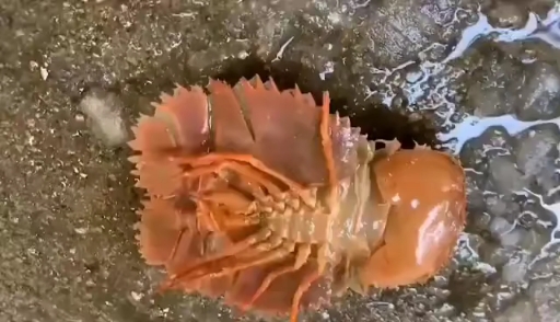 #音为有你#虾姑排、琵琶虾,和龙虾肉较像,深海野生货,80米以下水深才有,[强]特