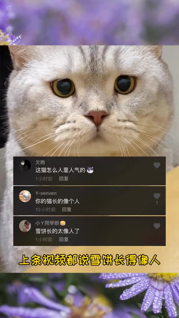 你们最喜欢的表情包系列又来了,快来康康你们喜欢饼饼哪个表情包
