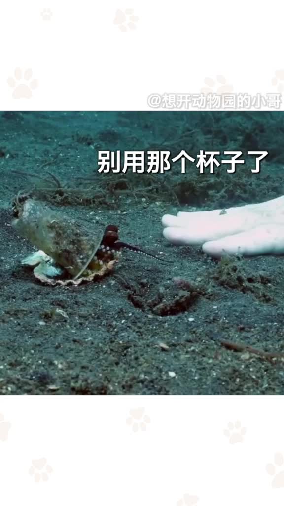 潜水员发现一只用废弃塑料杯保护自己的章鱼,便跟它做了个交易。家伙还挺挑哦