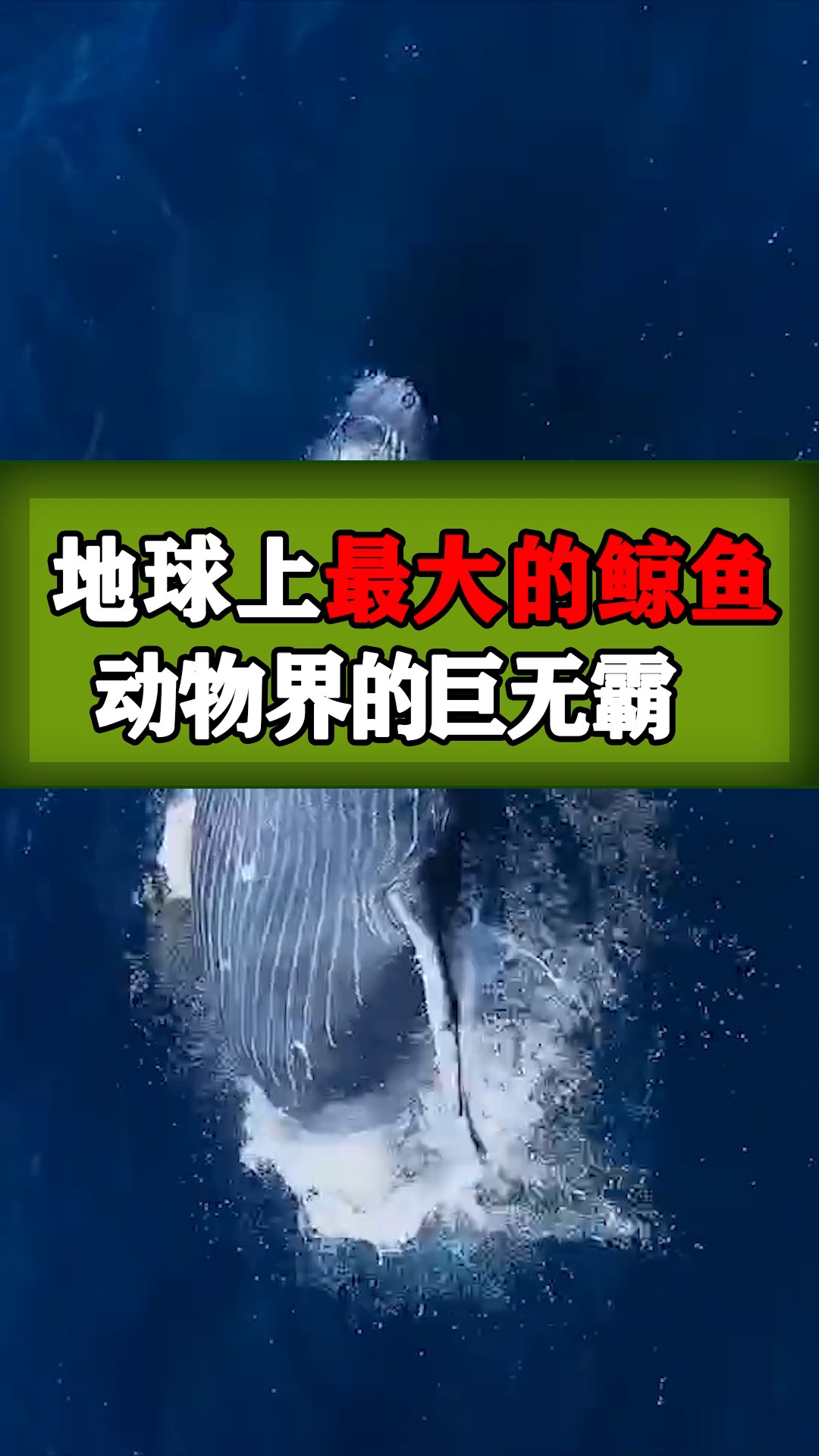 世界上最大的鲸鱼
