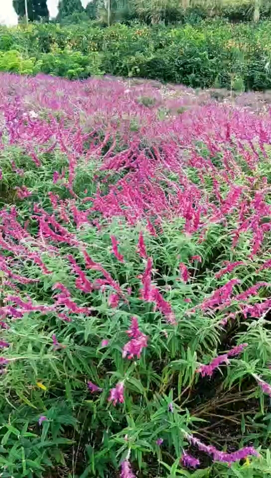 花海