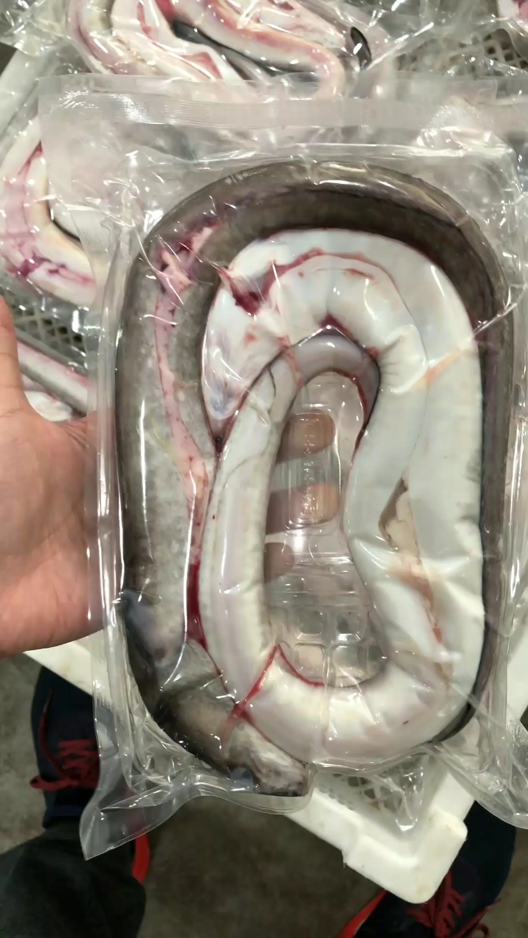 #舌尖上的旅行#称心鳗是海鳗中最好的品种,肉质绵糯