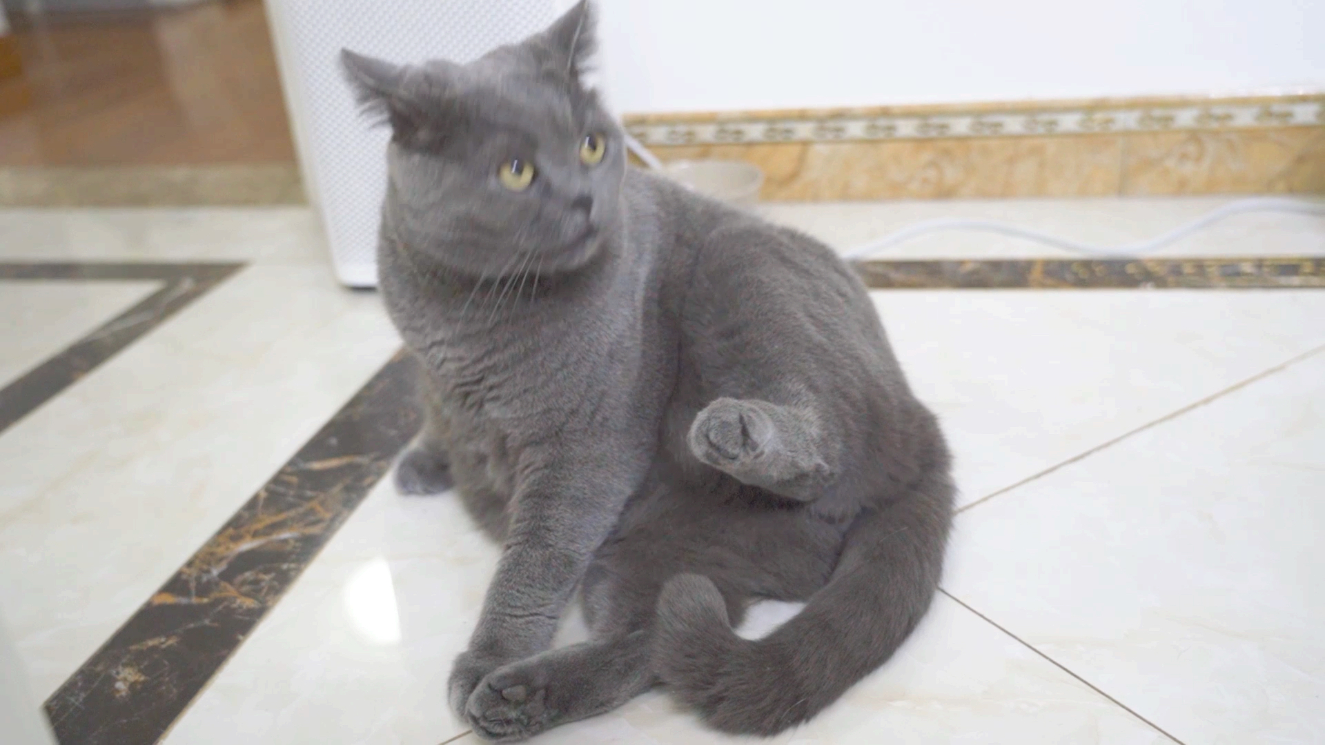 #猫#猫咪生日，给它做一个生日蛋糕！