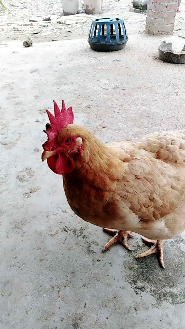 分享视频