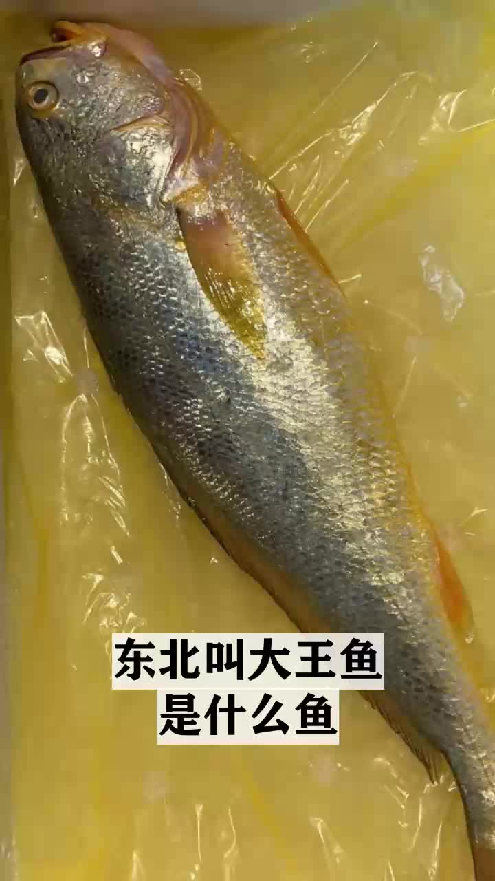 东北叫大王鱼是什么鱼