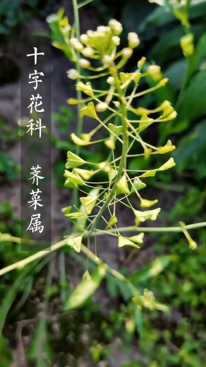 荠菜长什么样子你知道吗
