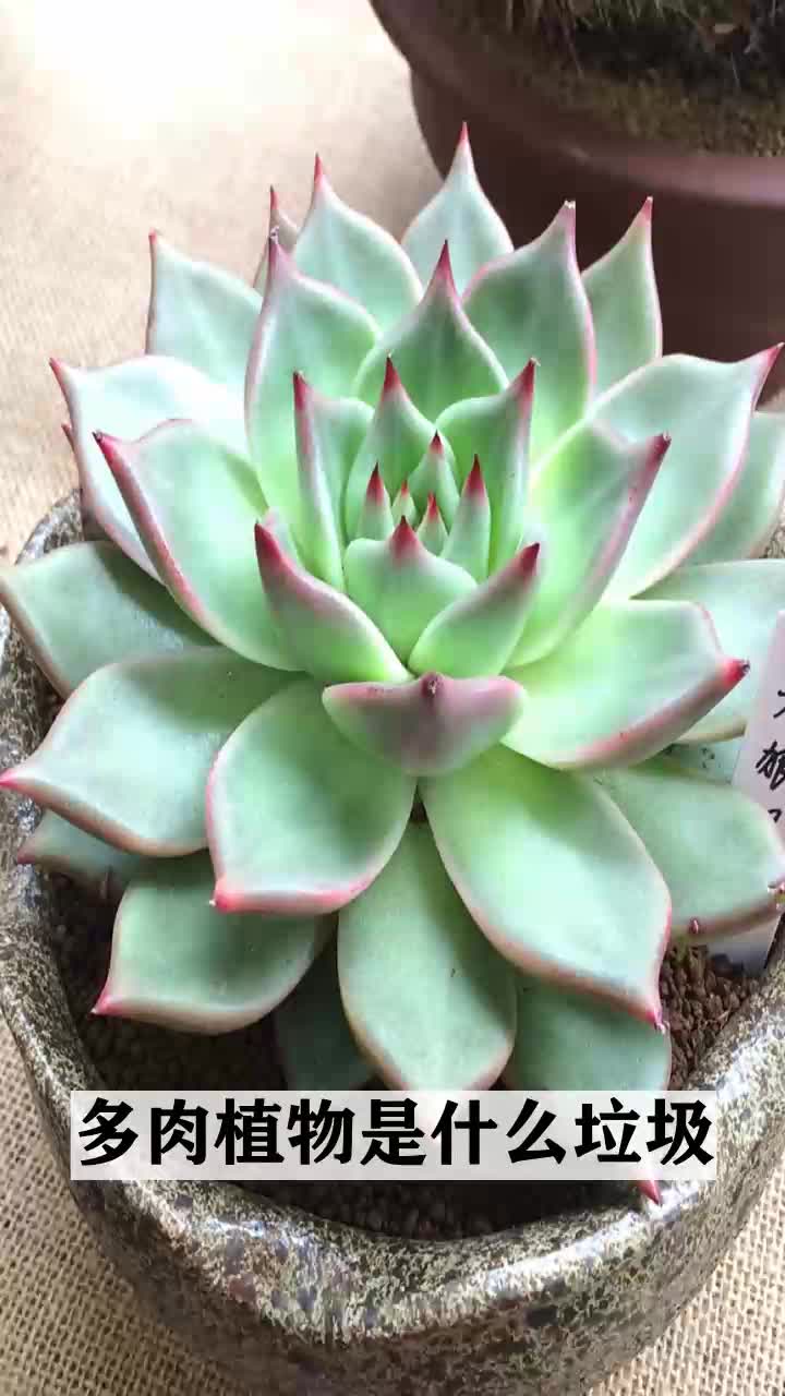 多肉植物是什么垃圾