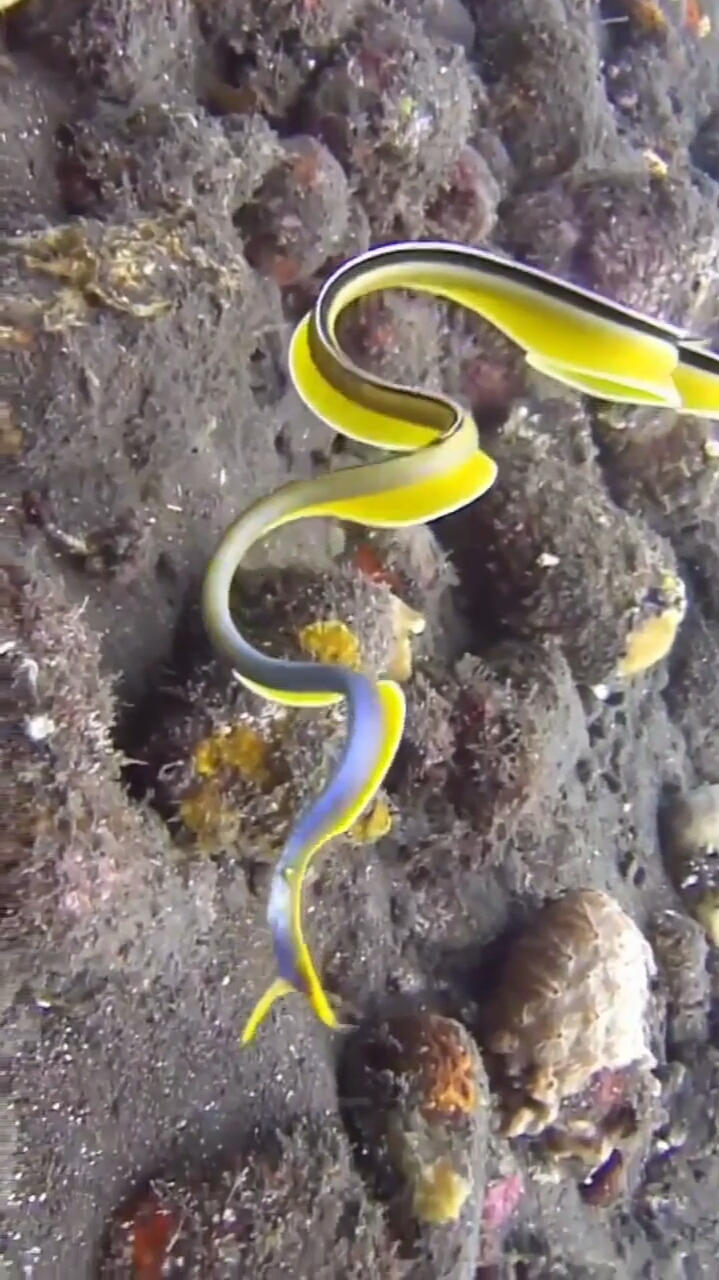 这是七彩鳗鱼吗?会不会咬人啊,感觉像蛇