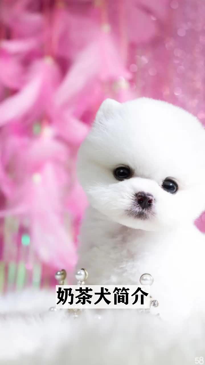 奶茶犬简介