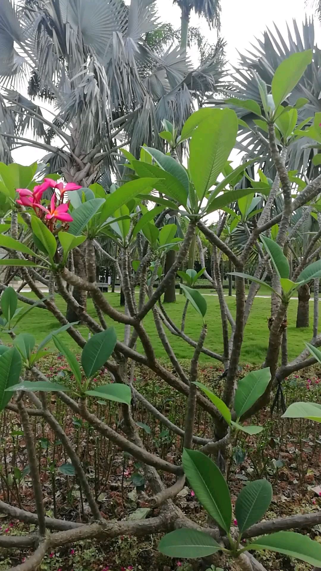 鸡蛋花 