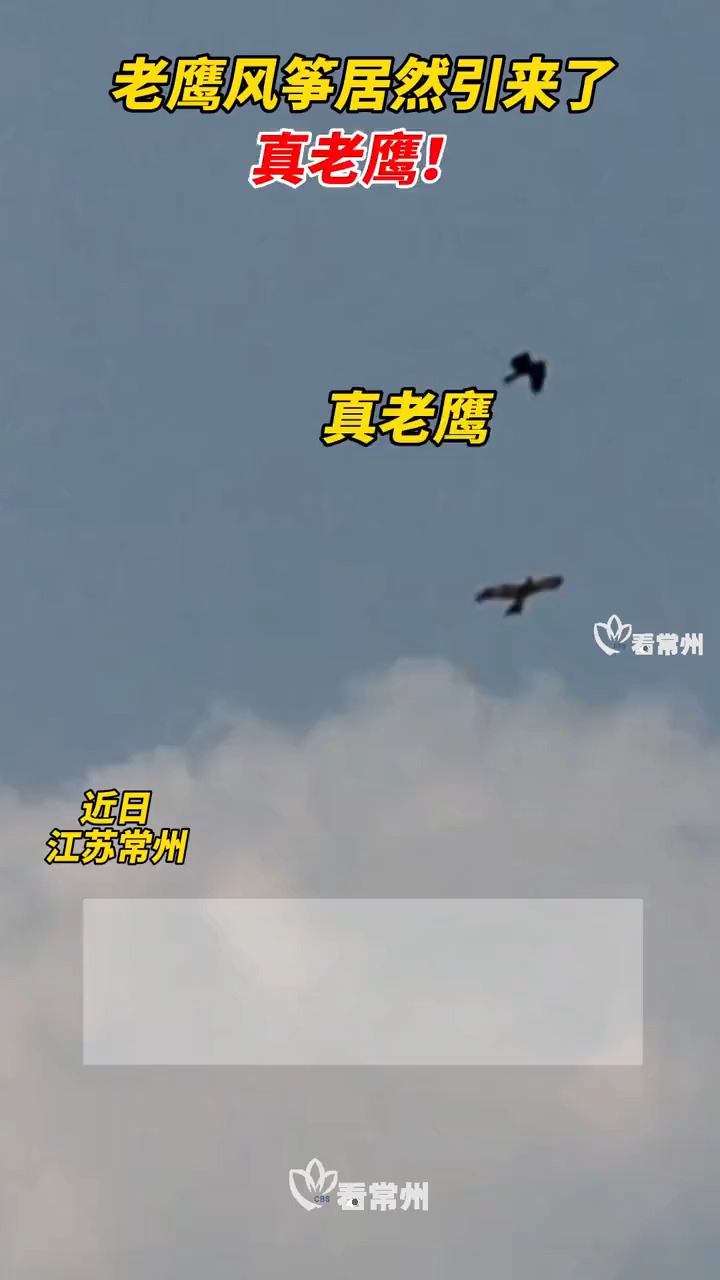 据说老鹰也有领空意识.
