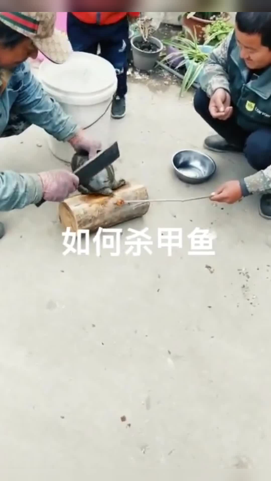 #我要上热门#大哥都杀了一天的甲鱼了,今天还能喝上甲鱼汤吗?