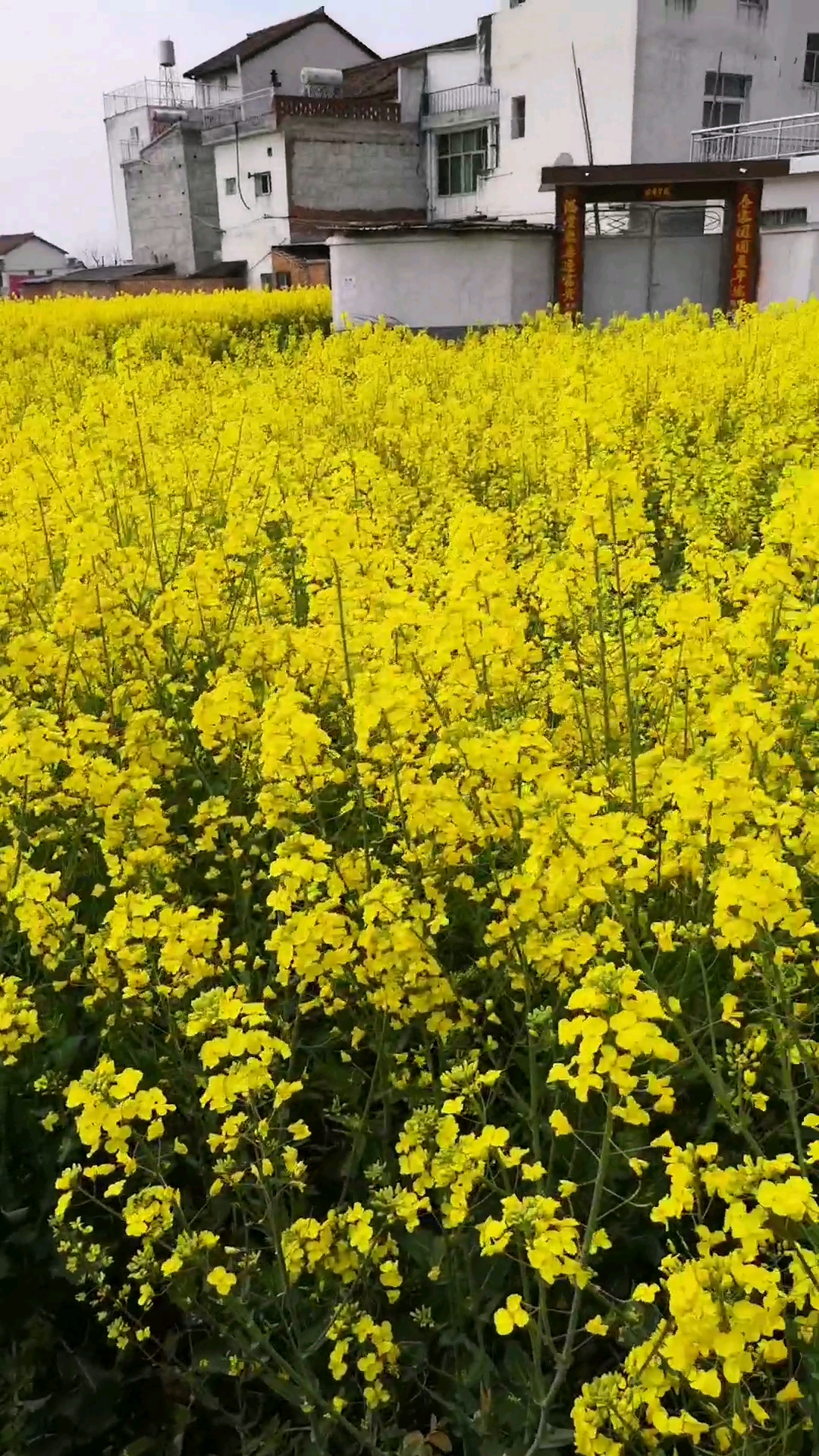 #你笑起来像极了春天#油菜花开放的时候带朋友出去春游 心情很舒畅