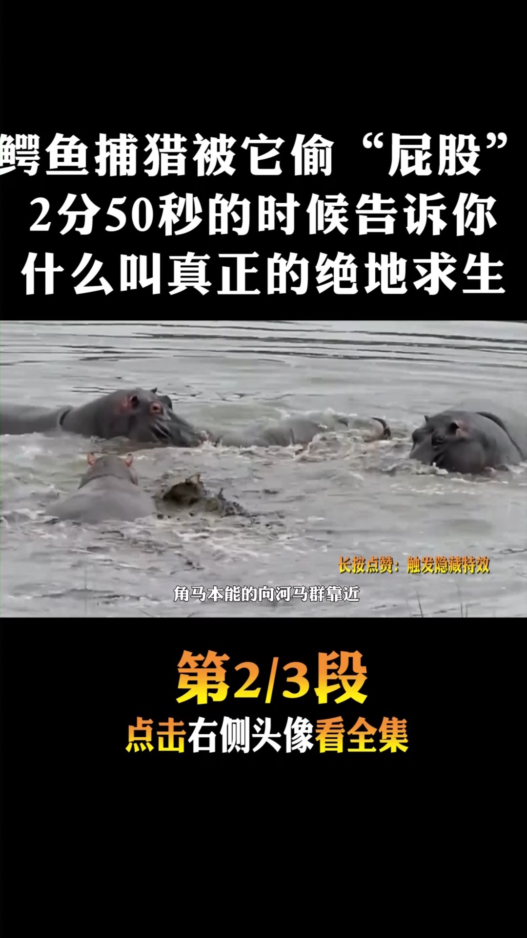 #动物世界#鳄鱼捕猎却被偷屁股,看到最后,告诉你什么事绝地求生