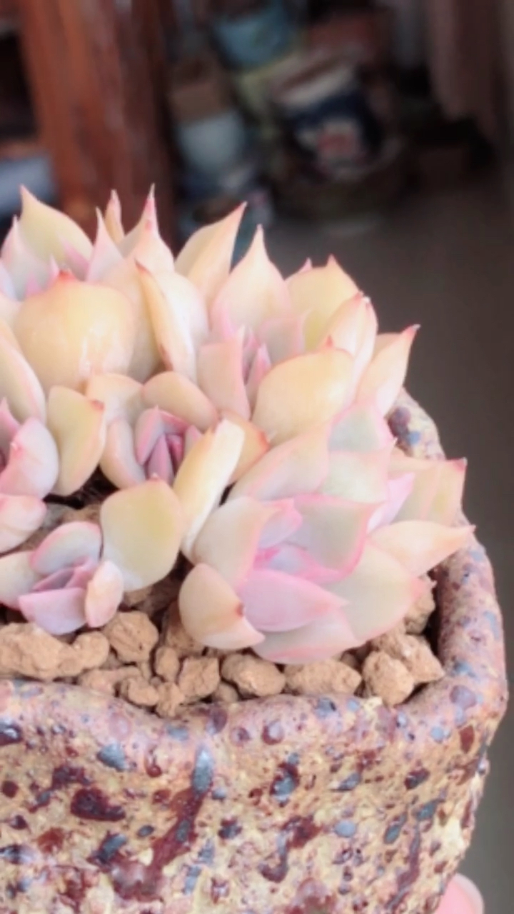 冰雪女王就是女王范儿