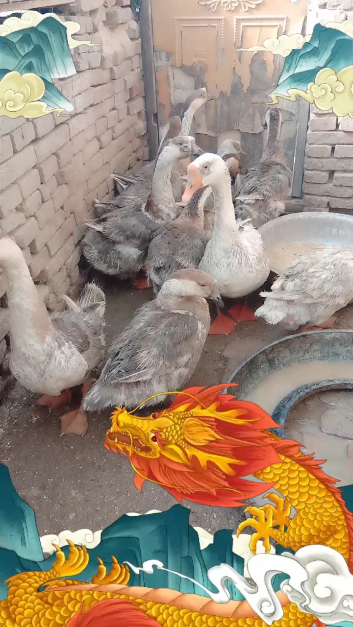 纯绿色的笨鹅蛋