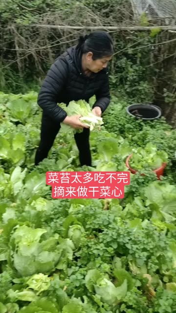 家里菜苔太多吃不完,摘点回家用来做干菜心。晒干后个人觉得比菜苔更好吃。