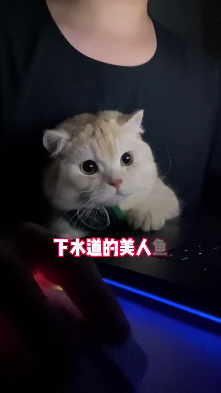 下水道的美人鱼