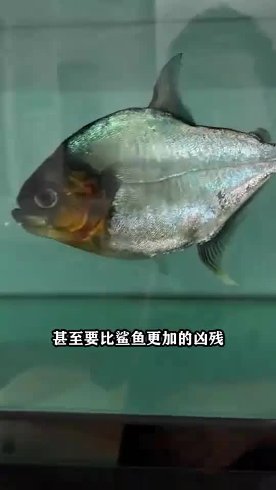 世界上最凶猛的鱼类