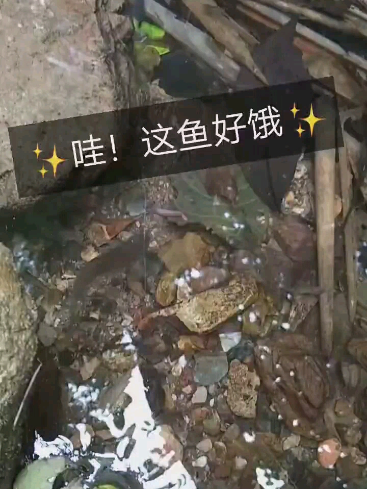 清水钓鱼,高清看呢