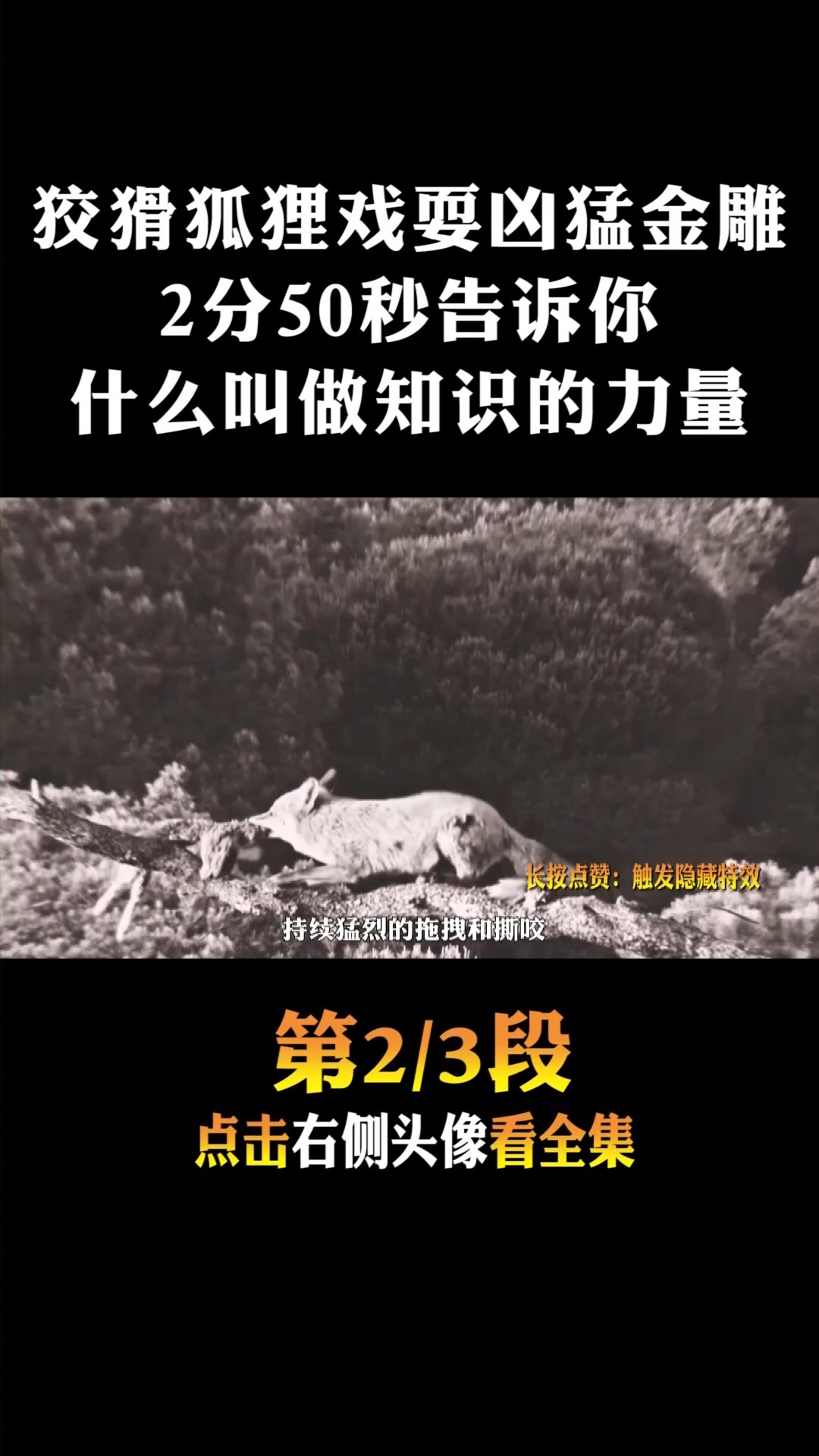 #动物世界#狡猾狐狸戏耍凶狠金雕,看到最后,告诉你什么叫做知识的力量