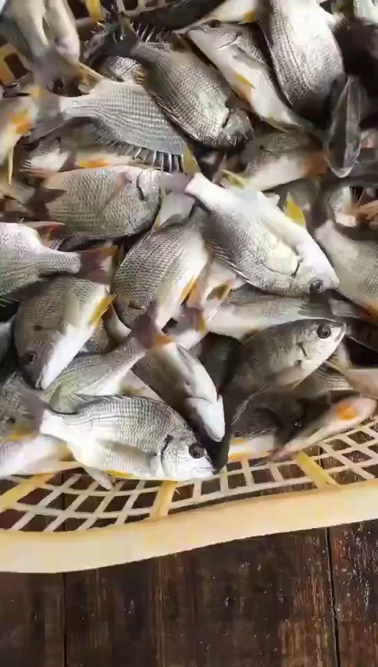 黄刺鱼的功效:黄翅鱼有健脾,开胃,益气,利水,通乳,除湿功效。
