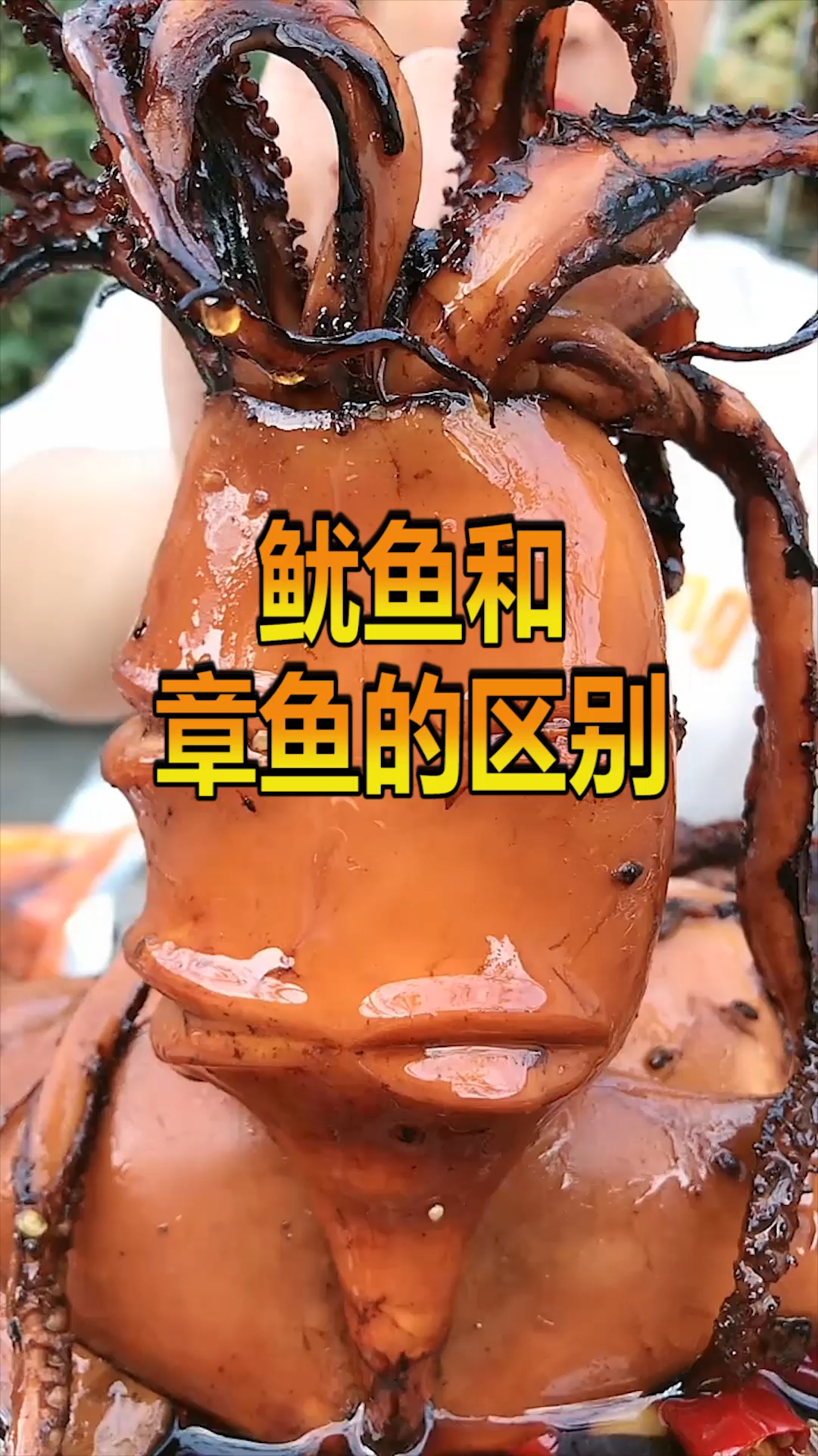 鱿鱼和章鱼分不清楚?这个是视频告诉你,其实差距很大!
