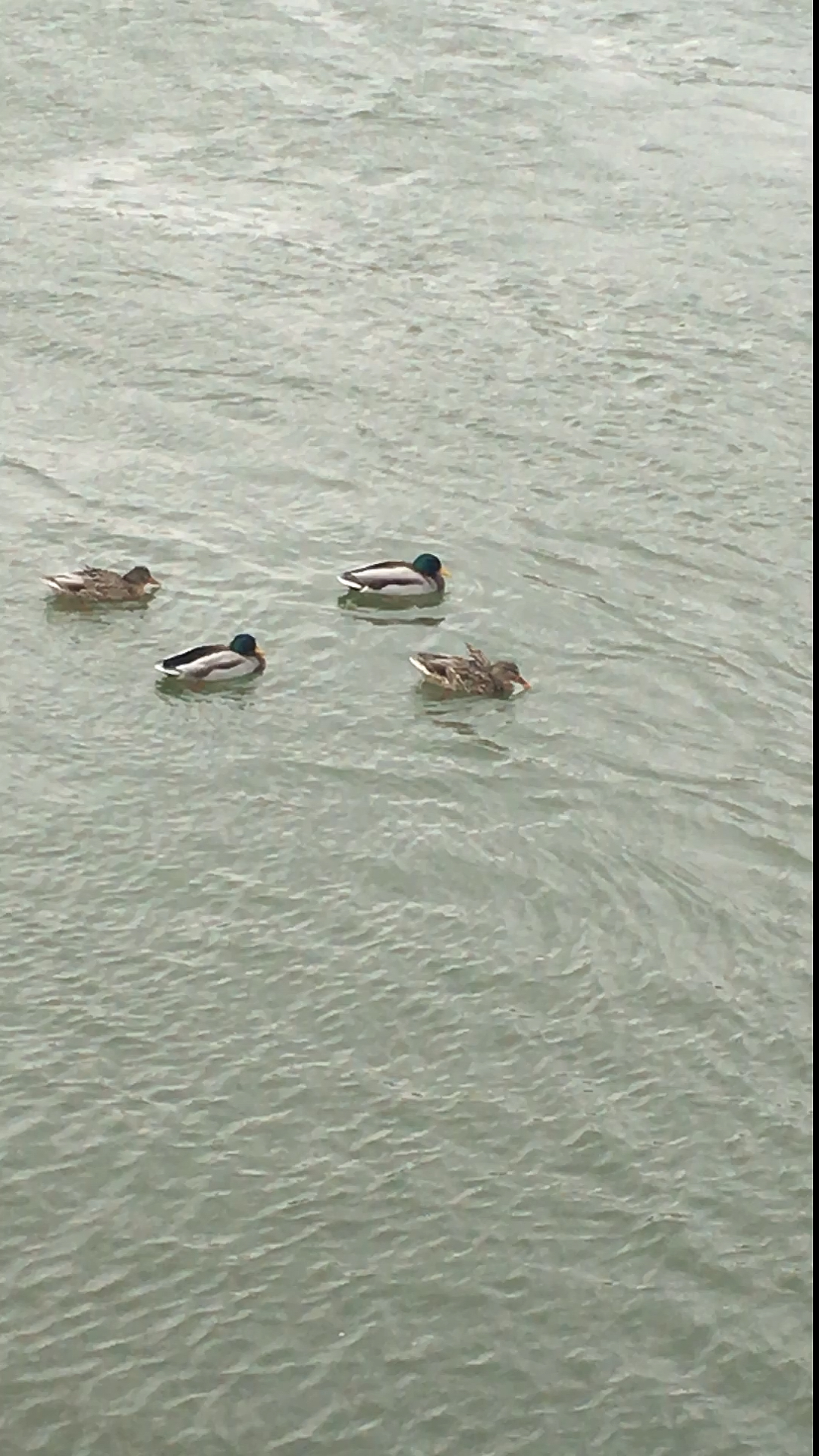 #带上全民去旅行#绿头鸭雌雄外衣不同