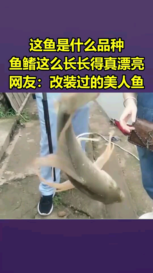 这鱼是什么品种,鱼鳍这么长,长得真漂亮!网友:改装过得美人鱼!