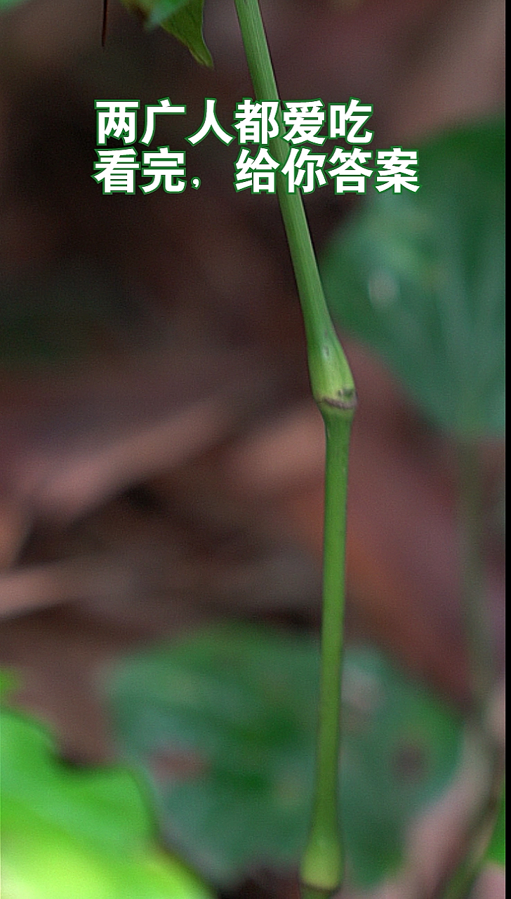 #我的小花园#广东广西人都吃的香菜,炒田螺一级正!