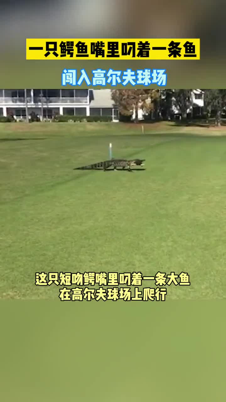 美国佛罗里达州一只鳄鱼嘴里叼着一条鱼闯入高尔夫球场。