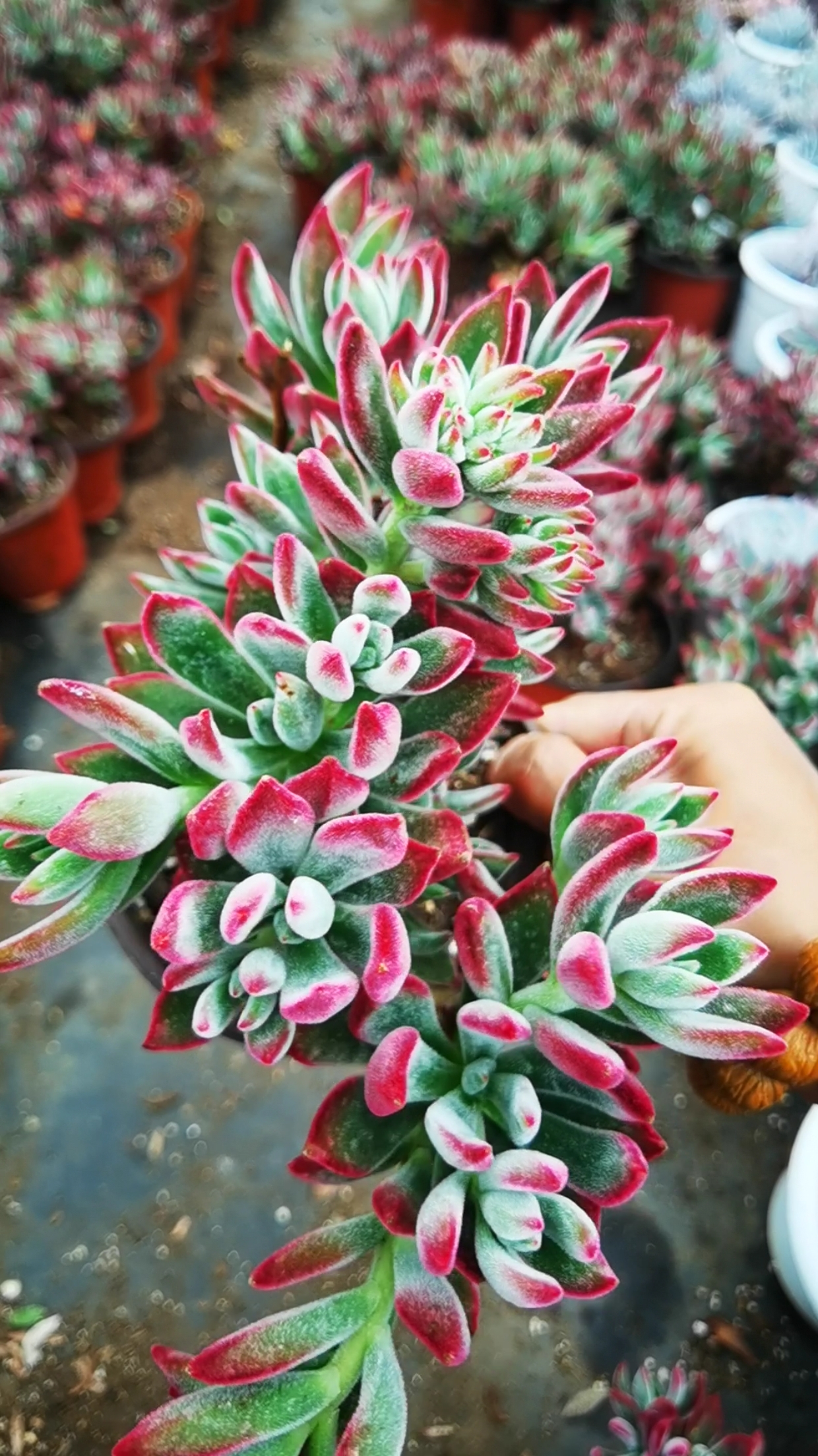 #云南多肉种植基地#云南多肉植物红兔耳锦晃星