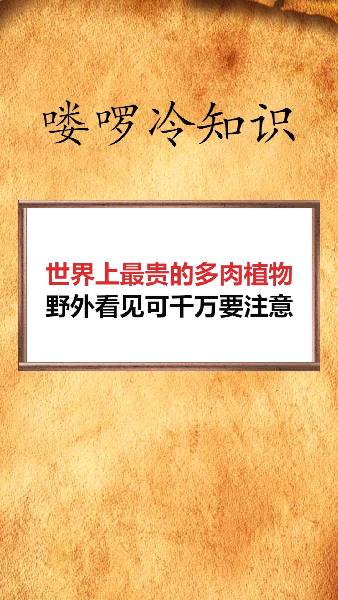 #我要上热门#世界上最贵的多肉植物野外看见可千万要注意