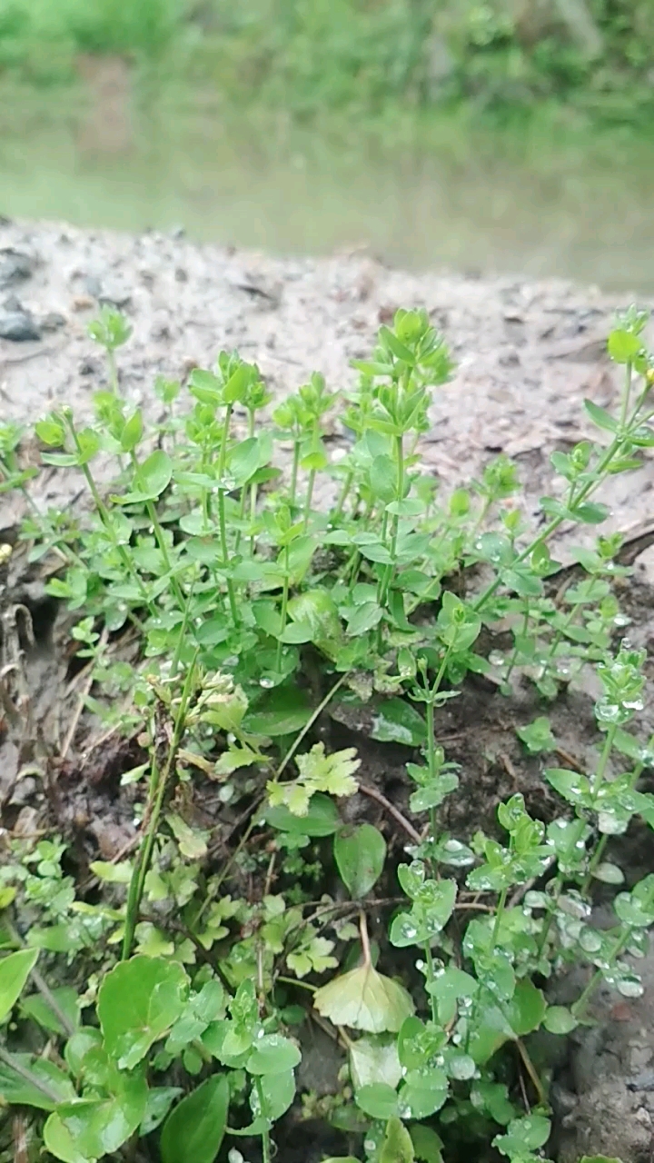 来认识一下这个草药田基黄