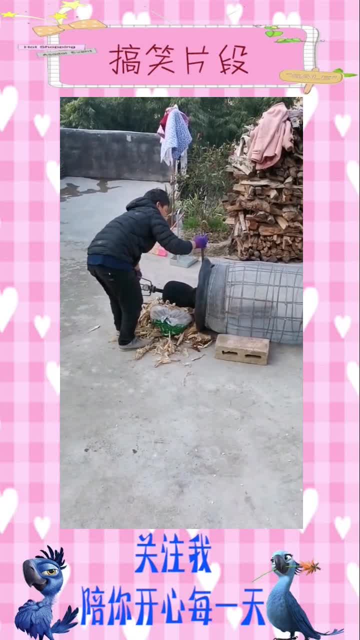 好奇害死猫,为了体验一把大爷蹦爆米花,我的新鞋直接就成了废品,搞笑视频