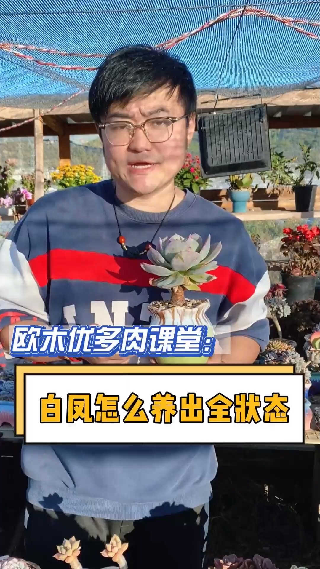 白凤怎么越养越红?养出全状态呢?注意这三点就可以#多肉#多肉养护#