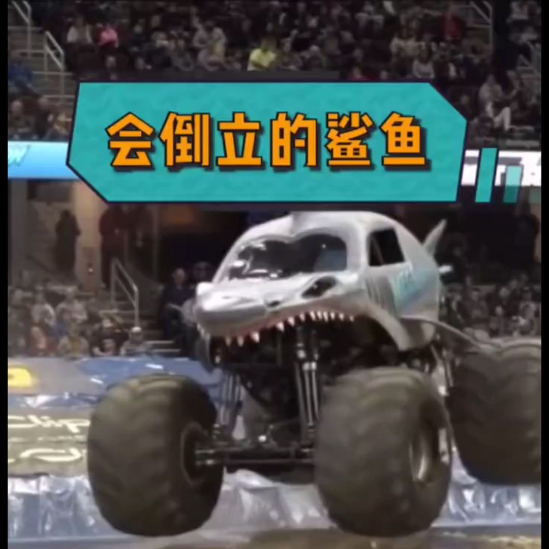 鲨鱼涂装