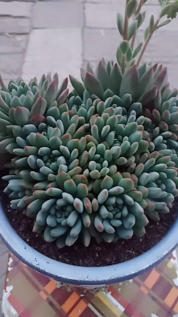 自己养的多肉青苹果这样算爆盆吗