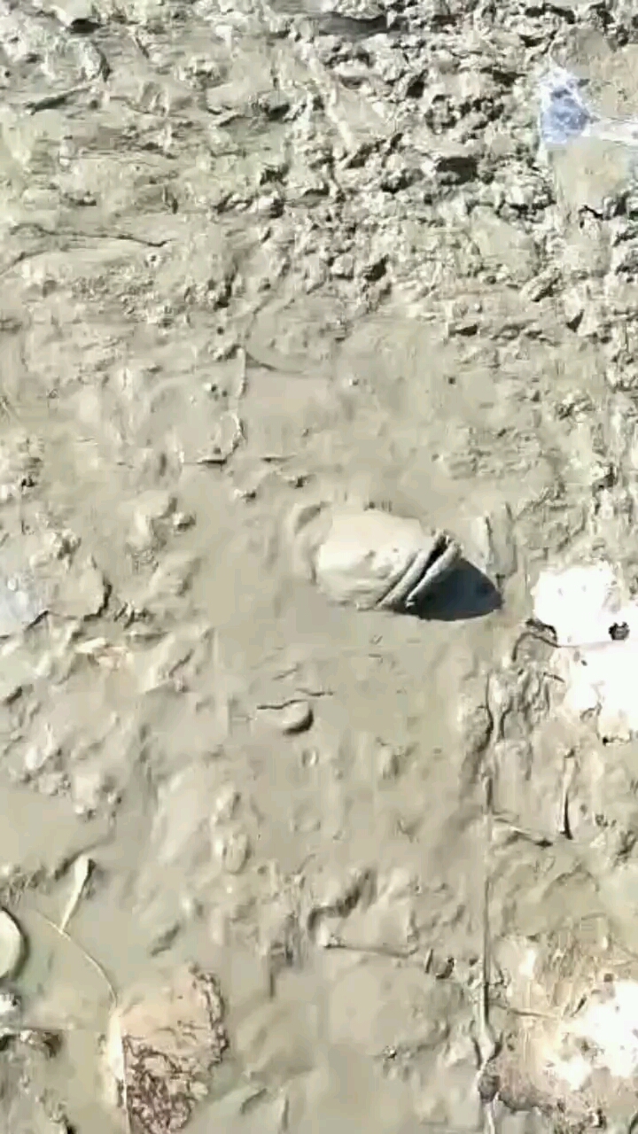 这黑鱼还能吃吗?