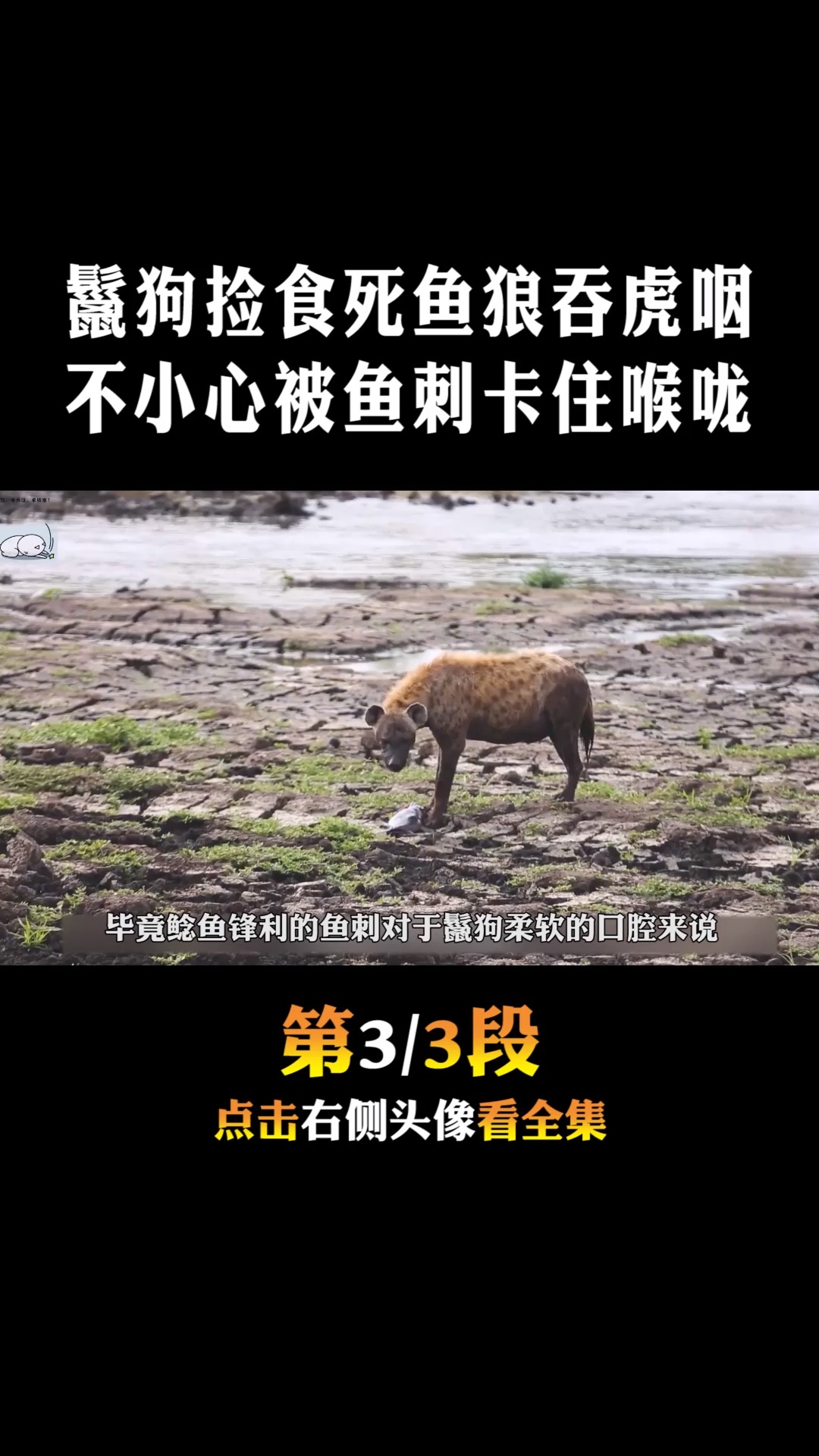 #动物世界#饿肚子的鬣狗,捡食死鱼狼吞虎咽,但不小心被鱼刺卡住喉咙3
