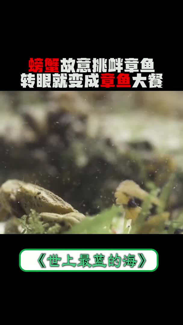#我要上热门#蓝圈章鱼螃蟹世上最蓝的海千万搞清实力再去挑衅对手