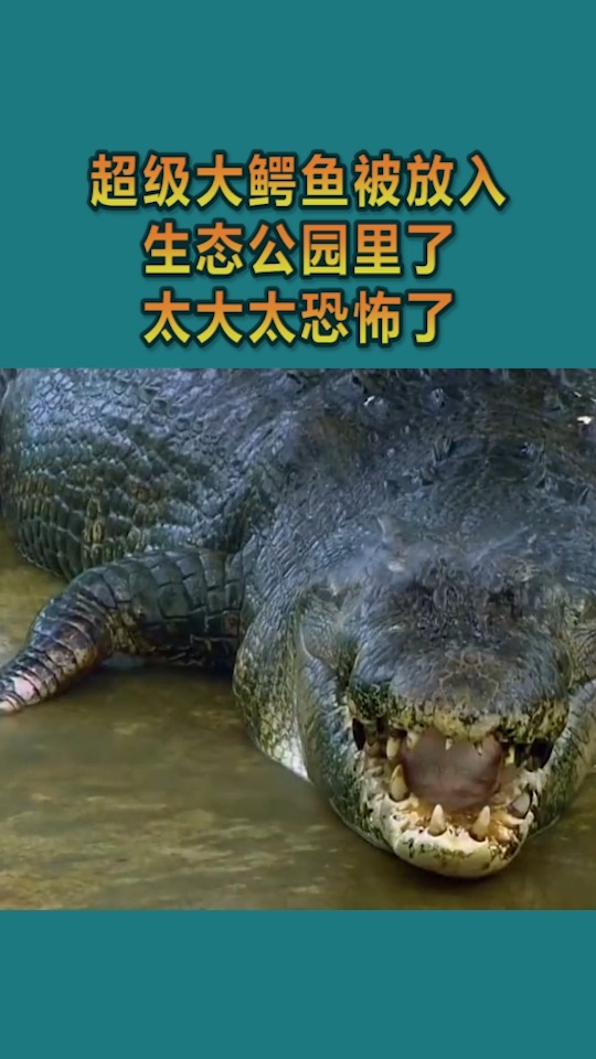 #我要上热门#超级大鳄鱼被放入生态公园里了,太大太恐怖了