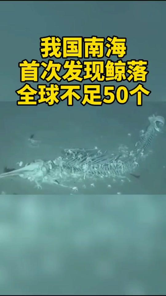 我国南海首次发现“鲸落”,全球不足50个!你知道什么是鲸落吗?就是鲸鱼死亡后……