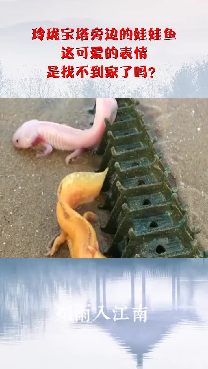 玲珑宝塔旁边的娃娃鱼,这可爱的表情,是找不到家了吗