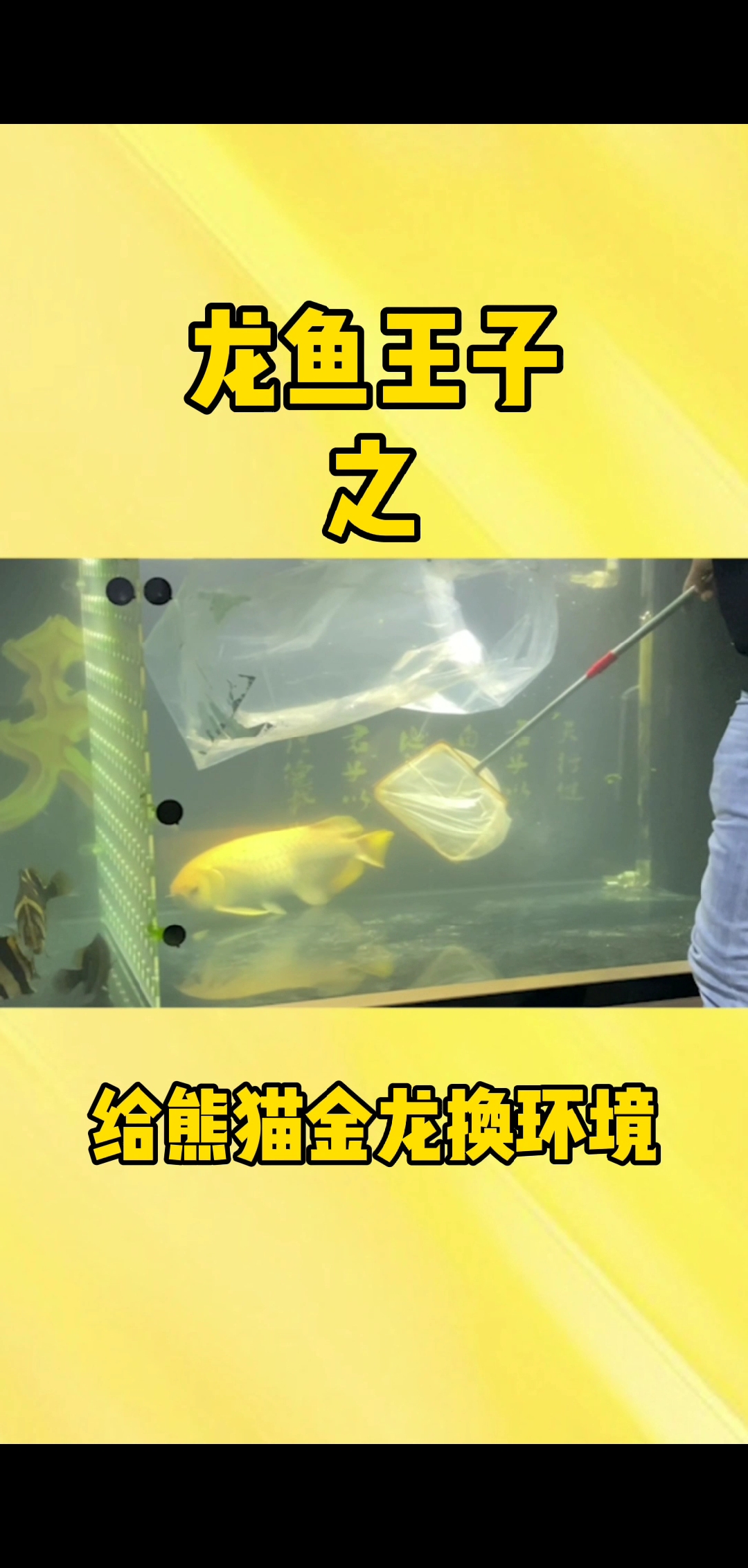 #龙鱼#给熊猫金龙换进新鱼缸!全程录制!