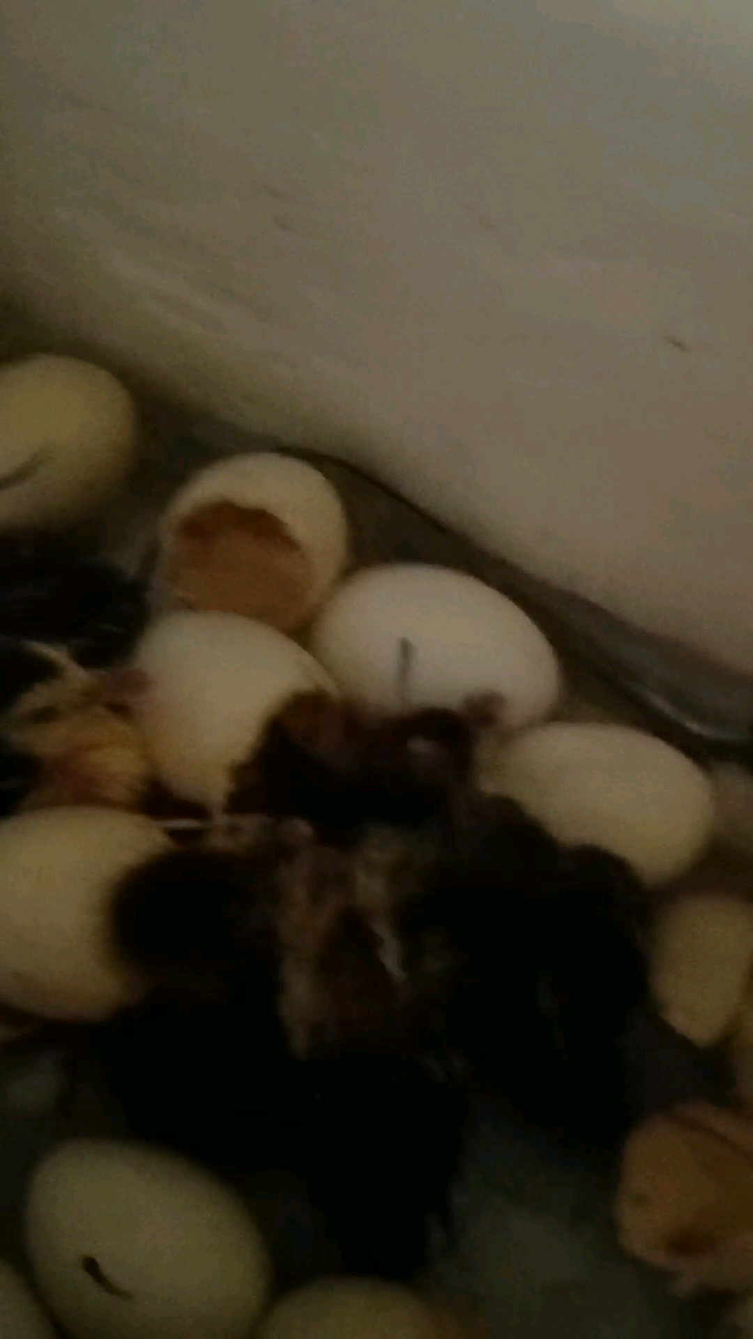 自己用泡沫箱制作的孵化器可以孵化各种蛋,鸡鸭鹅小鸟,今天鸭子出壳中