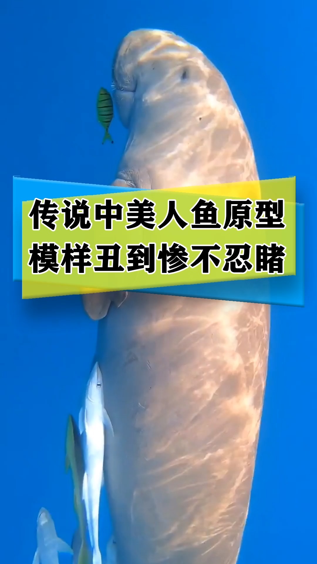 传说中的美人鱼原型,模样丑到惨不忍睹!