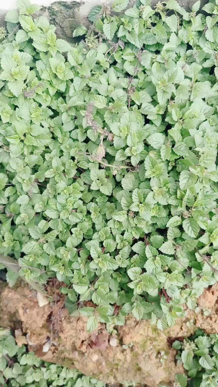 #搞笑段子剧#中草药:风伦菜具有清热解毒,治疗感冒。中暑等功效。