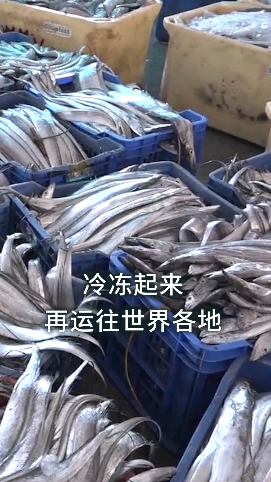 为什么市面上很难买到活的带鱼呢?